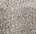 Buck Pronto Whole Grain