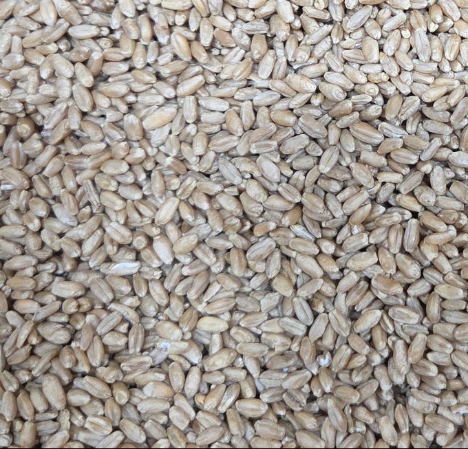 Buck Pronto Whole Grain