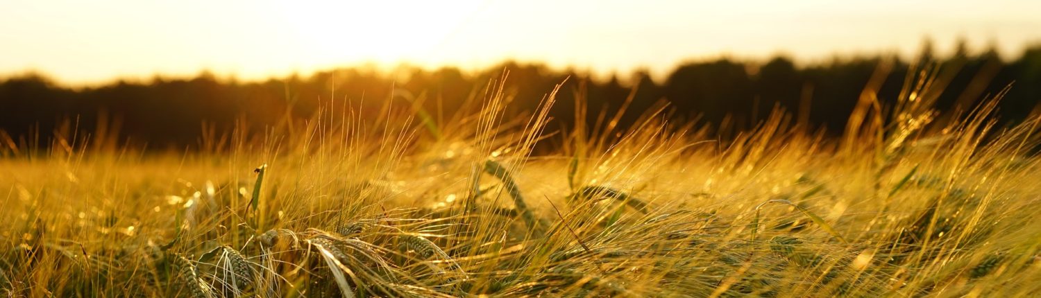 grain field