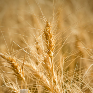 Mile High Mill – Our Wheat is Grown & Milled on Our Family Farm.